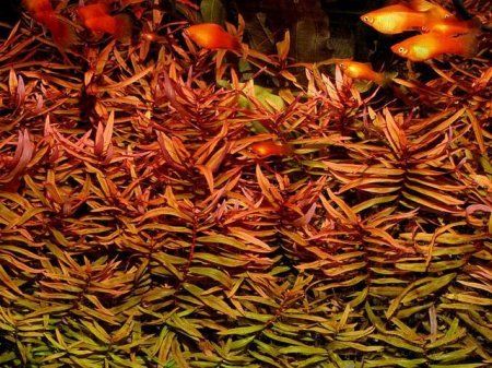 Аммания изящная (Ammannia gracilis)