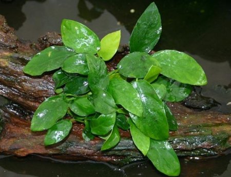Анубиас карликовый, анубиас Бартера, анубиас нана (Anubias barteri var. nana)
