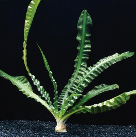 Кринум водный, водяная лилия (Crinum aquatica)