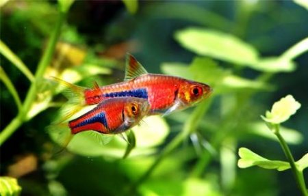 Расборы (Rasbora) — род рыб семейства карповых.