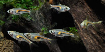 Расборы (Rasbora) — род рыб семейства карповых.
