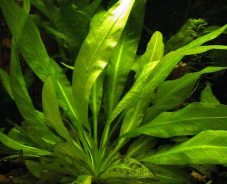 Эхинодорус амазонский (Echinodorus amazonicus или brevipedicellatus)