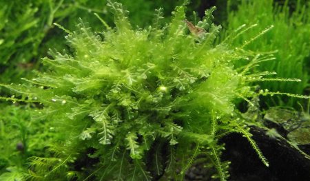 Мох Пеарл, Мох жемчужный (Blepharostoma trichophyllum, Pearl Moss)