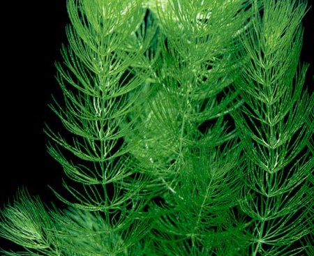 Роголистник светло-зеленый (Ceratophyllum submersum)