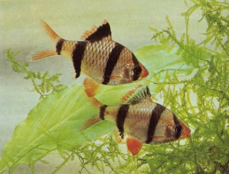 Барбус суматранский (Barbus tetrazona)