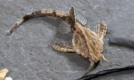 Буноцефал или Сом-коряга (Bunocephalus bicolor)