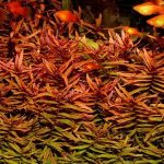 Аммания изящная (Ammannia gracilis)