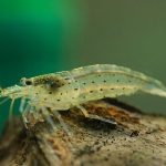 Креветка Амано (Amano Shrimp, Caridina multidentata)