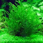 Мох ключевой (Fontinalis antipyretica)