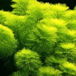 Лимнофила водная (Limnophila aquatica)