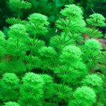 Лимнофила сидячецветковая (Limnophila sessiliflora)