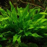 Эхинодорус Блехера или Тысячелистник (Echinodorus bleheri или paniculatus)