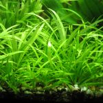 Эхинодорус нежный (Echinodorus tenellus)