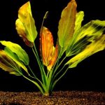 Эхинодорус озирис (Echinodorus osiris или Echinodorus rubra)