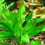 Эхинодорус остроконечный (Echinodorus mucronatum)