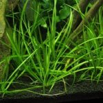 Эхинодорус узколистный (Echinodorus angustifolius)