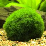 Кладофора шаровидная или эгагропила (Cladophora aegagropila, Aegagropila sauteri)
