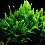 Папоротник таиландский, крыловидный (Microsorum pteropus)