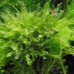 Мох Пеарл, Мох жемчужный (Blepharostoma trichophyllum, Pearl Moss)
