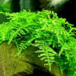 Мох рождественский (Christmas Moss, Vesicularia montagnei)