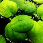 Лимнобиум побегоносный (Limnobium stoloniferum или Salvinia laevigata)