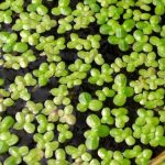 Ряска малая (Lemna minor)