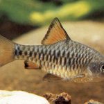 Барбус олиголепис или островной усач (Barbus oligolepis, Puntius oligolepis)