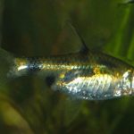 Барбус солнечный (Barbus gelius, puntius gelius)