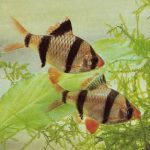 Барбус суматранский (Barbus tetrazona)