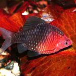 Барбус черный (Barbus nigrofasciatus)
