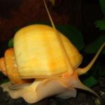 Ампулярия (Ampullaria, Pomacea)
