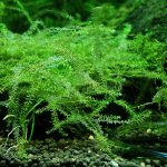 Амблистегиум Манаус (Amblystegiaceae sp. Manaus, Queen moss)