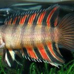 Ктенопома Анзорга (Microctenopoma ansorgii, Ctenopoma ansorgii)