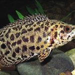 Ктенопома леопардовая (Ctenopoma acutirostre)