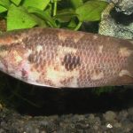 Ктенопома шоколадная (Ctenopoma oxyrhynchum)