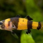 Брахигобиус ксантозона (Brachygobius xanthozona)