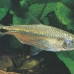 Брицинус крупночешуйчатый, Крупночешуйная тетра (Brycinus macrolepidotus, True big-scale tetra)