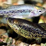Амека глянцевая (Ameca splendens)