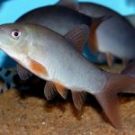 Боция Модеста (Yasuhikotakia modesta)