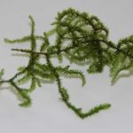 Мох Калликостелла Pancuraji (Callicostella sp. "Pancuraji")