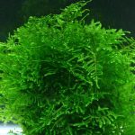 Павлиний мох (Taxiphyllum sp. "Peacock" - Peacock Moss)