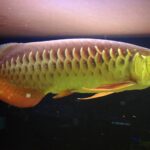 Азиатская арована (Scleropages formosus)