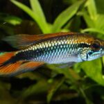 Апистограмма Агассица (Apistogramma agassizii)
