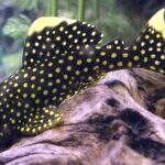 Барианциструс золотой (Baryancistrus xanthellus)