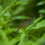 Вишнёвая креветка (Neocaridina davidi var. Red Cherry)