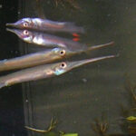 Гемирамфодон (Hemirhamphodon pogonognathus)