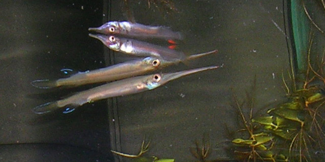 Гемирамфодон (Hemirhamphodon pogonognathus) Гемирамфодон (Hemirhamphodon pogonognathus)
