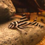 Гипанциструс зебра (Hypancistrus zebra)