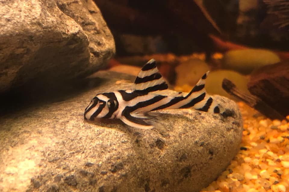 Гипанциструс зебра (Hypancistrus zebra) Гипанциструс зебра (Hypancistrus zebra)