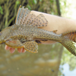 Гипостомус плекостомус (Hypostomus plecostomus)